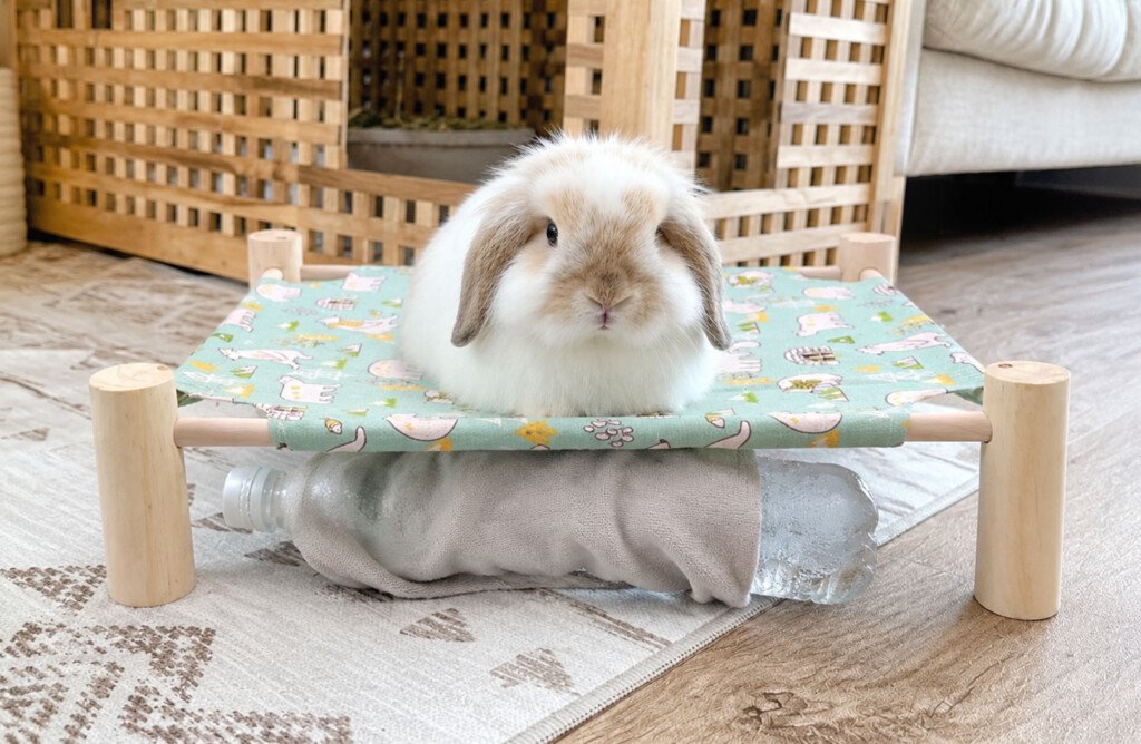comment rafraichir son lapin