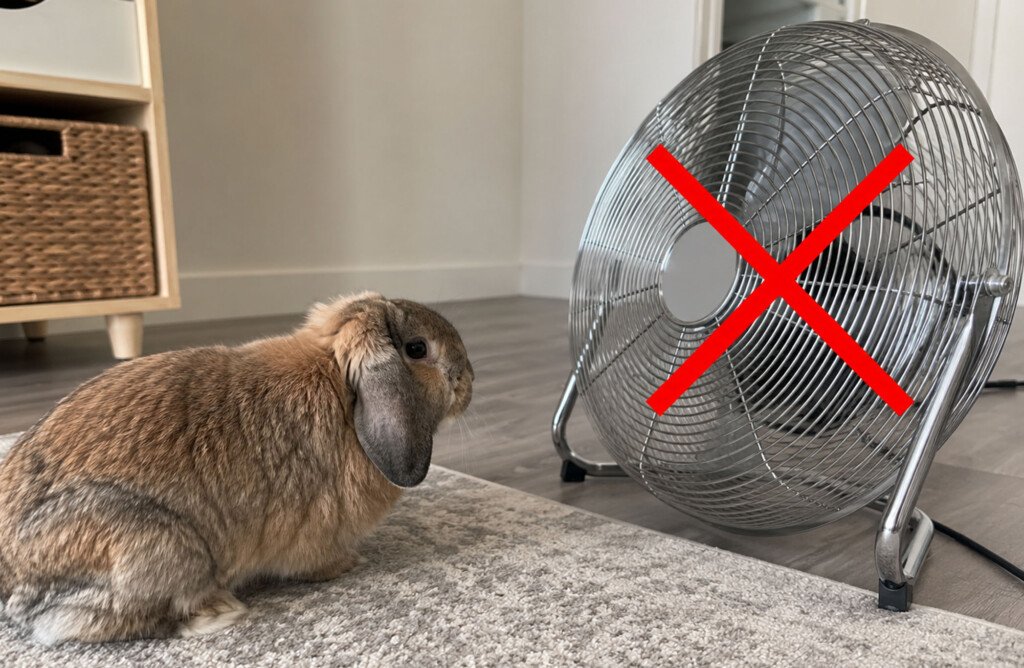 lapin astuce contre la chaleur