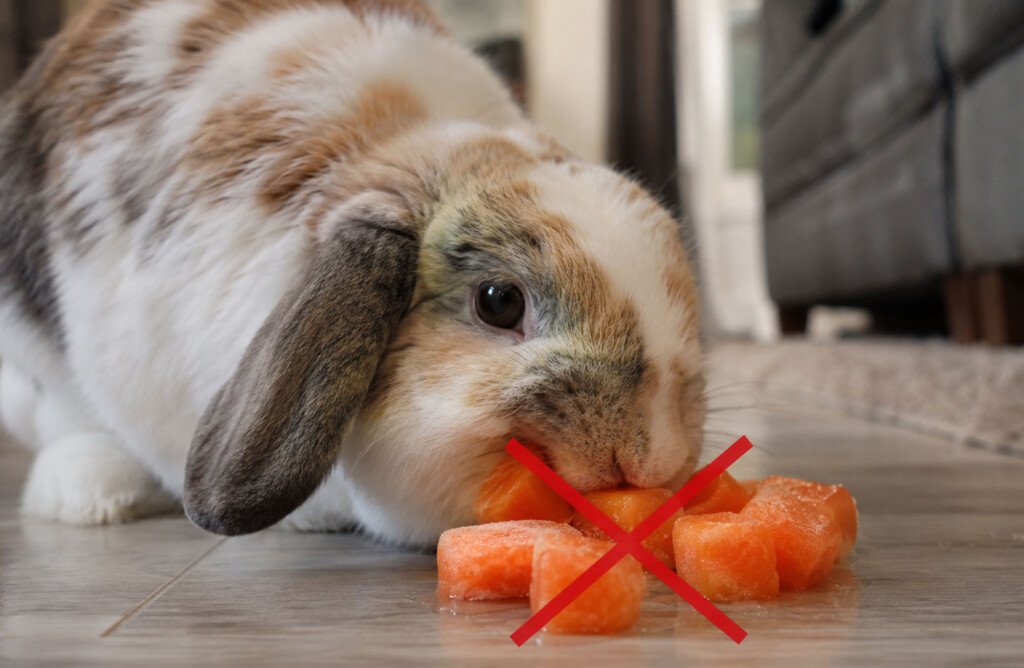 lapin chaleur interdit