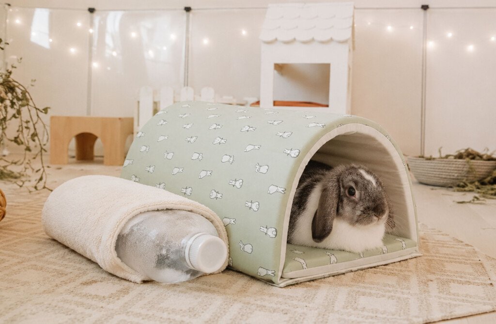 rafraichir lapin astuce